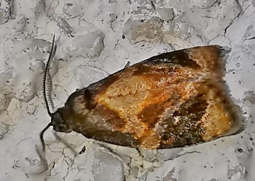Réf. 329 915 : Ditula angustiorana